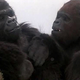 Illustration for article titled Monkey dies, everybody cries case #82: King Kong Lives